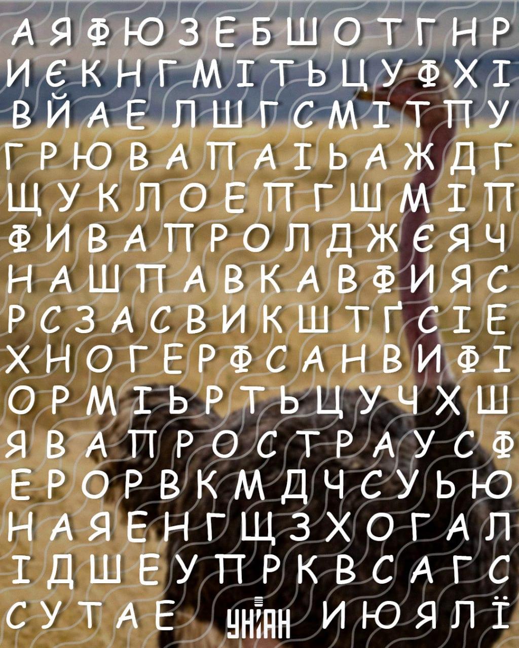 Hanya orang dengan IQ tinggi yang bisa menemukan kata 'burung unta' dalam 10 detik: permainan teka-teki yang rumit