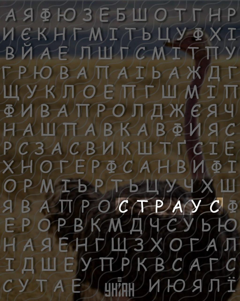 Hanya orang dengan IQ tinggi yang bisa menemukan kata 'burung unta' dalam 10 detik: permainan puzzle yang rumit